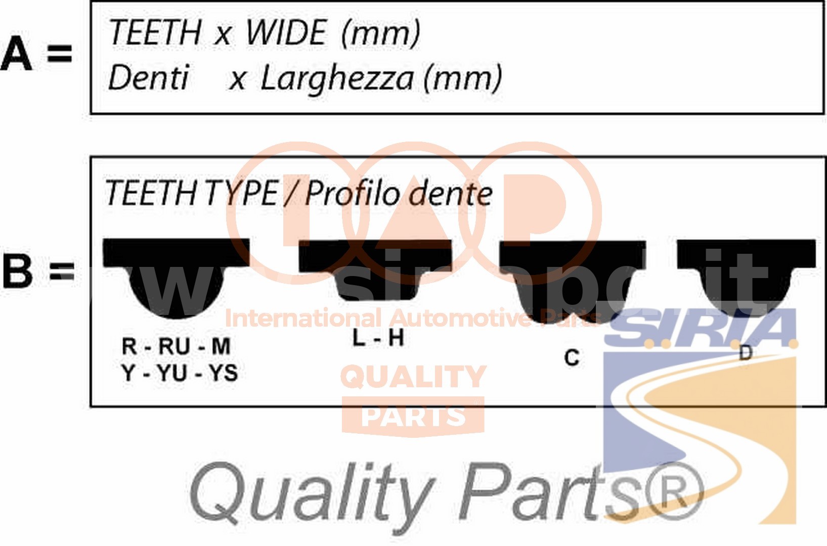 CINGHIA DISTRIBUZIONE
